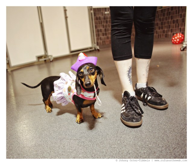 Celebrating a Decade of Rufus with Friends | September 2014.  Photo by: Johnny Ortez-Tibbels ©