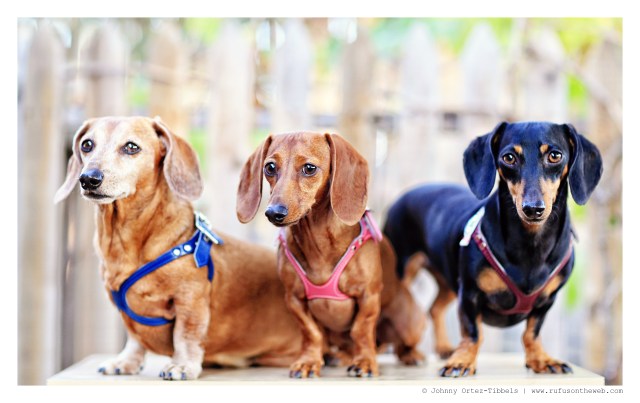 Rufus, Lily & Emily | September 2014.  Photo by: Johnny Ortez-Tibbels ©