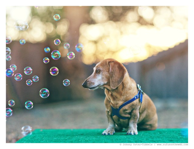 Rufus | September 2014.  Photo by: Johnny Ortez-Tibbels ©