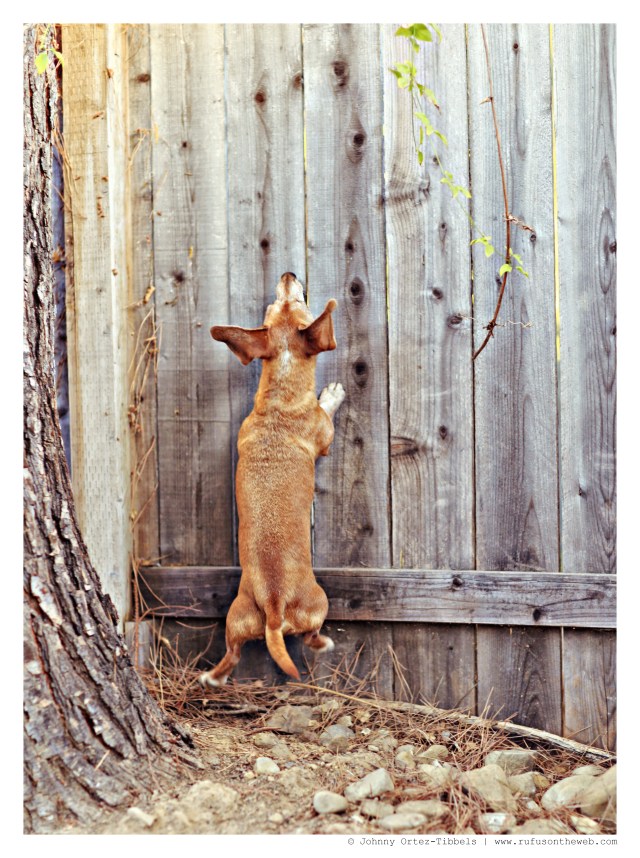 Rufus | September 2014.  Photo by: Johnny Ortez-Tibbels ©