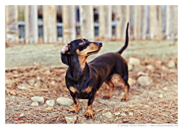 Emily | September 2014.  Photo by: Johnny Ortez-Tibbels ©