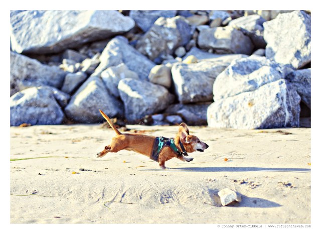 Rufus | September 2014. Photo by: Johnny Ortez-Tibbels ©