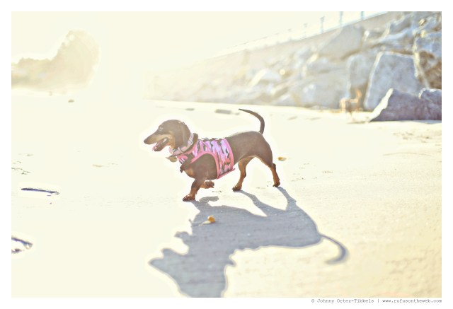 Emily | September 2014.  Photo by: Johnny Ortez-Tibbels ©