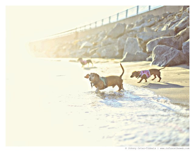 Rufus, Lily & Emily | September 2014. Photo by: Johnny Ortez-Tibbels ©
