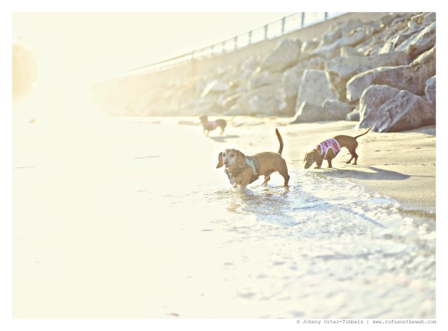 Rufus, Lily & Emily | September 2014. Photo by: Johnny Ortez-Tibbels ©