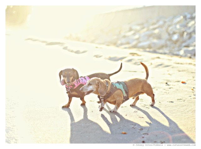 Rufus & Emily | September 2014.  Photo by: Johnny Ortez-Tibbels ©