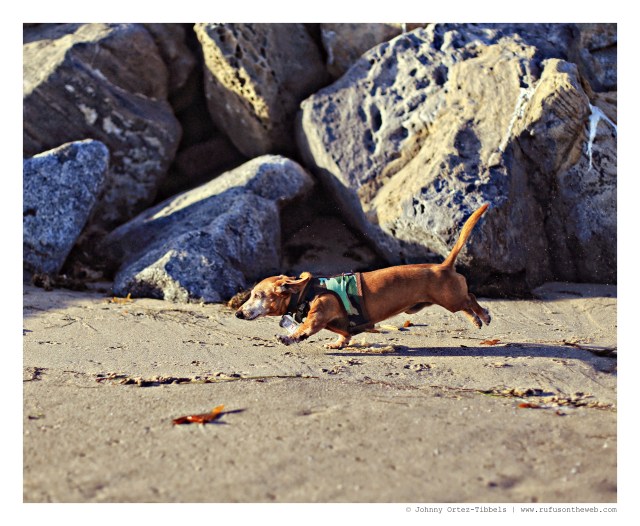 Rufus | September 2014. Photo by: Johnny Ortez-Tibbels ©