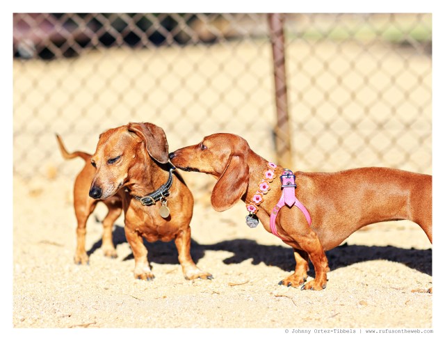 Lily | September 2014. Photo by: Johnny Ortez-Tibbels ©