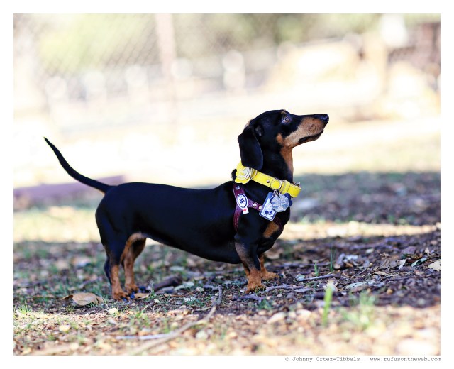 Emily | September 2014.  Photo by: Johnny Ortez-Tibbels ©