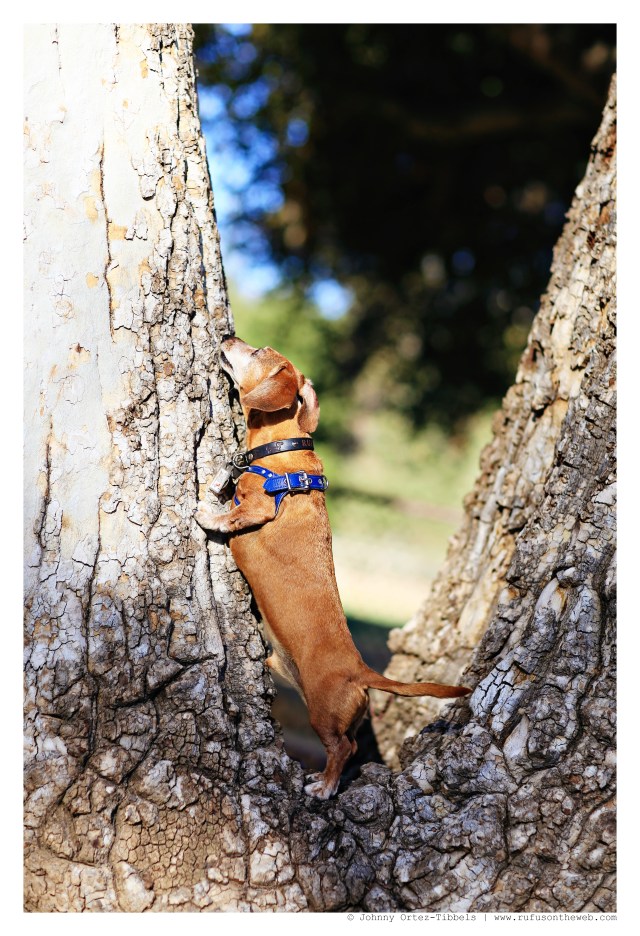 Rufus | September 2014.  Photo by: Johnny Ortez-Tibbels ©