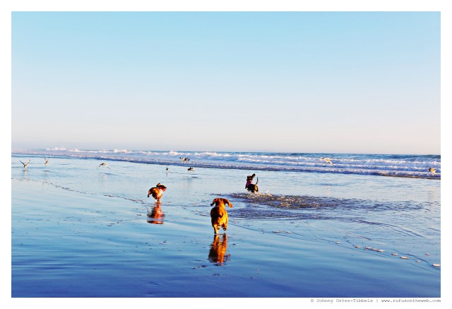 Emily, Lily & Rufus | September 2014.  Photo by: Johnny Ortez-Tibbels ©