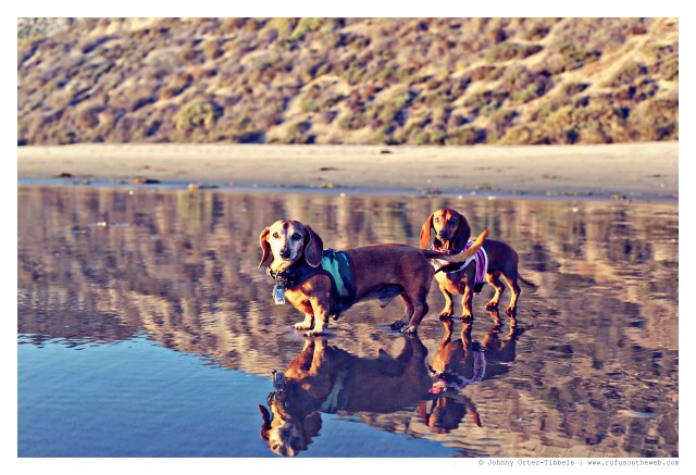 Rufus & Lily | September 2014.  Photo by: Johnny Ortez-Tibbels ©