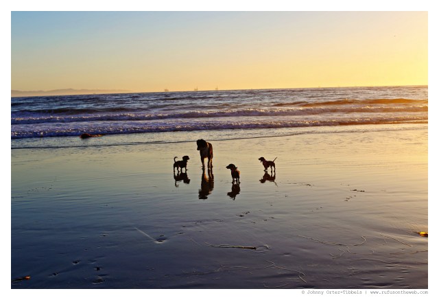 Rufus, Emily & Lily | September 2014.  Photo by: Johnny Ortez-Tibbels ©