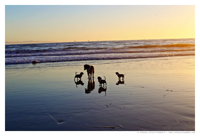 Rufus, Emily & Lily | September 2014.  Photo by: Johnny Ortez-Tibbels ©