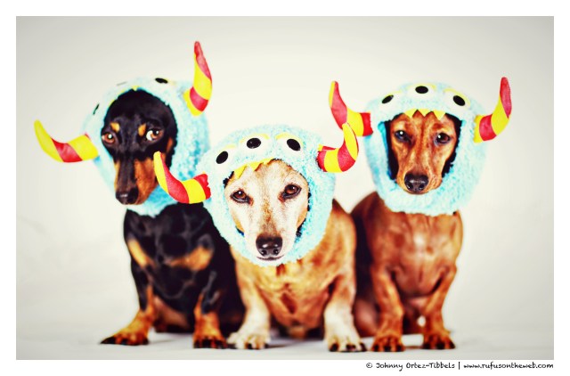 Emily, Rufus & Lily | August 2014.  Photo by: Johnny Ortez-Tibbels ©