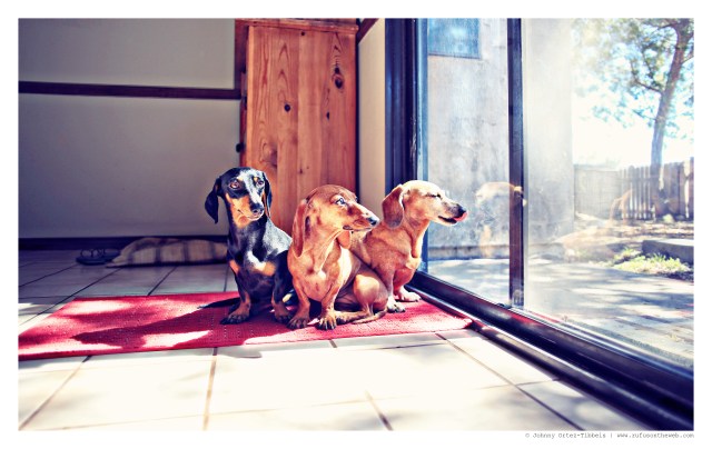 Emily, Lily & Rufus | September 2014.  Photo by: Johnny Ortez-Tibbels ©