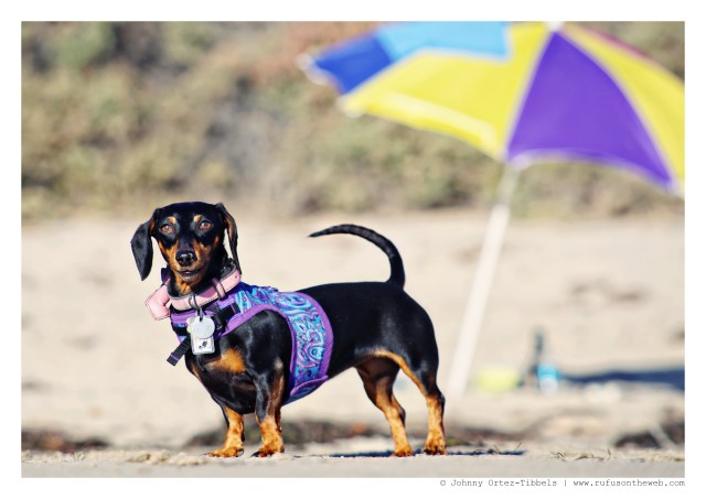 Emily | September 2014.  Photo by: Johnny Ortez-Tibbels ©