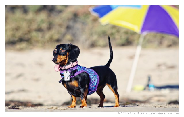 Emily | September 2014.  Photo by: Johnny Ortez-Tibbels ©