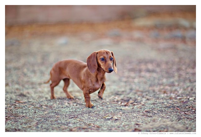 Lily | October 2014.  Photo by: Johnny Ortez-Tibbels ©