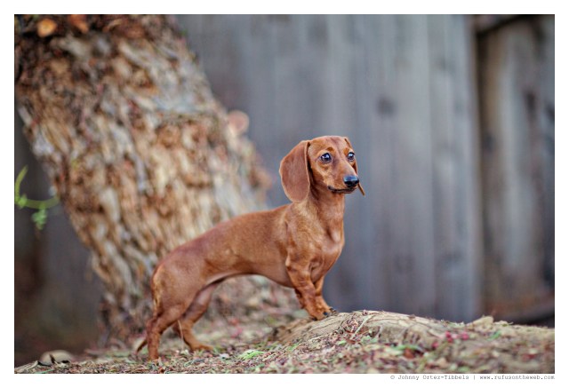 Lily | October 2014.  Photo by: Johnny Ortez-Tibbels ©