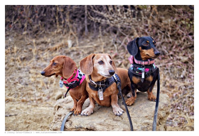 Lily, Rufus & Emily | October 2014.  Photo by: Johnny Ortez-Tibbels ©