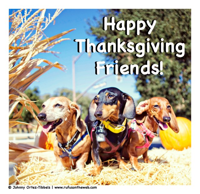 Rufus, Emily & Lily | October 2014.  Photo by: Johnny Ortez-Tibbels ©