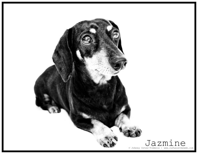 RIP Jazmine | April 2011.  Photo by: Johnny Ortez-Tibbels ©