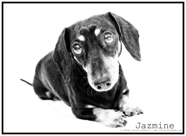RIP Jazmine | April 2011.  Photo by: Johnny Ortez-Tibbels ©