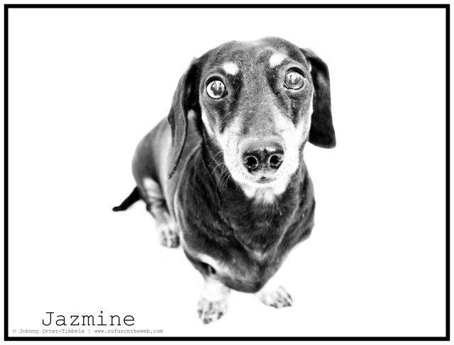 RIP Jazmine | April 2011.  Photo by: Johnny Ortez-Tibbels ©