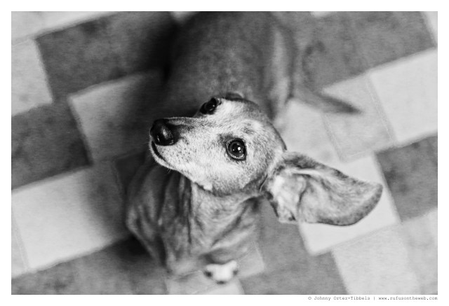 Rufus | November 2014.  Photo by: Johnny Ortez-Tibbels ©