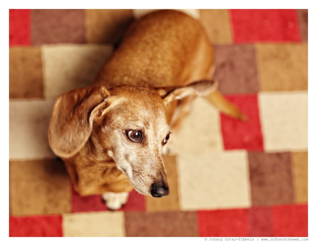 Rufus | November 2014.  Photo by: Johnny Ortez-Tibbels ©