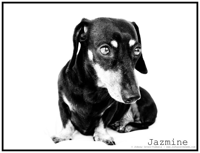 RIP Jazmine | April 2011.  Photo by: Johnny Ortez-Tibbels ©