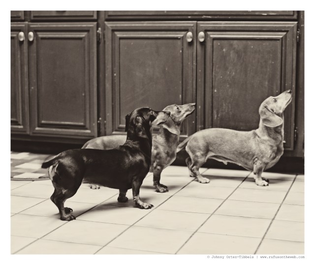 Emily, Lily & Rufus | November 2014.  Photo by: Johnny Ortez-Tibbels ©