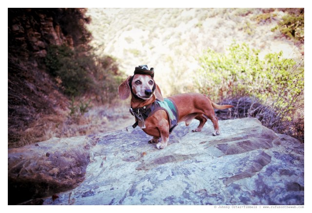 Rufus | November 2014. Photo by: Johnny Ortez-Tibbels ©