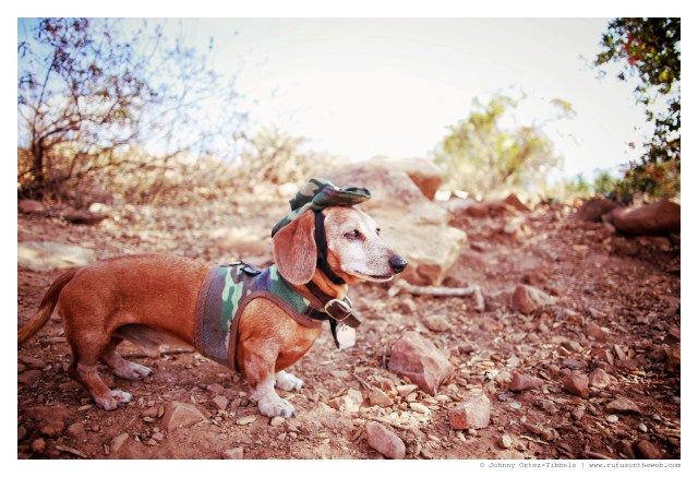 Rufus | November 2014. Photo by: Johnny Ortez-Tibbels ©