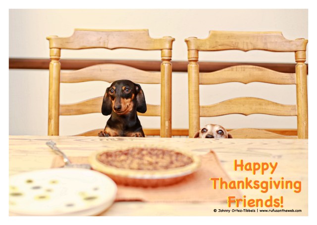 Emily & Rufus | November 2014.  Photo by: Johnny Ortez-Tibbels ©