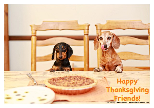 Emily & Rufus | November 2014.  Photo by: Johnny Ortez-Tibbels ©