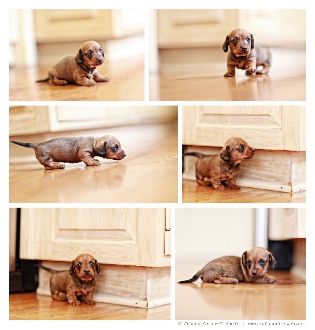 Olga Rose | November 2014.  Photo by: Johnny Ortez-Tibbels ©