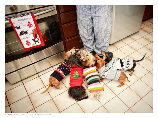 Rufus, Griz, Wes, Lily & Emily | December 2014.  Photo by: Johnny Ortez-Tibbels ©