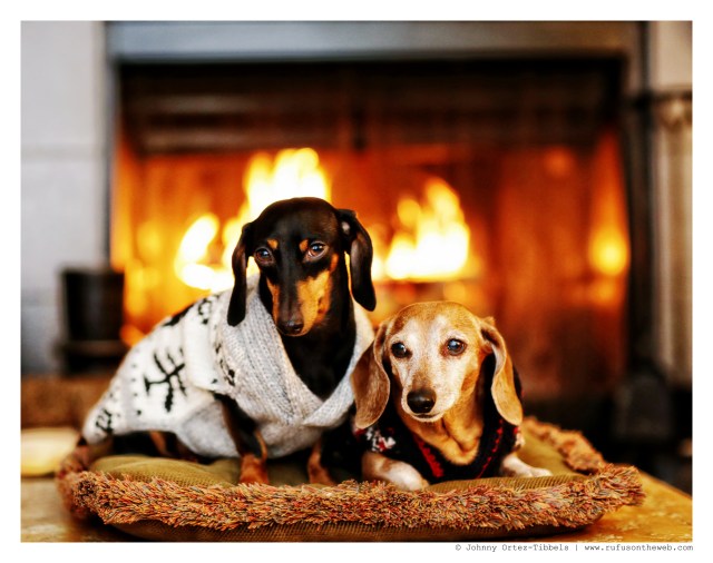 Emily & Rufus | December 2014.  Photo by: Johnny Ortez-Tibbels ©