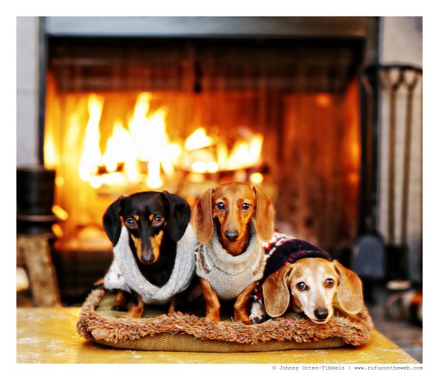 Emily, Lily & Rufus | December 2014.  Photo by: Johnny Ortez-Tibbels ©