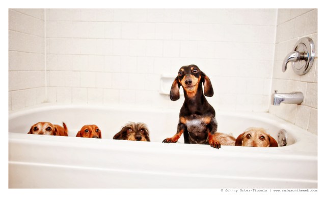 Rufus, Lily, Griz, Emily & Wes | December 2014.  Photo by: Johnny Ortez-Tibbels ©