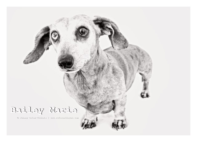 Bailey Marie | May 2011.  Photo by: Johnny Ortez-Tibbels ©