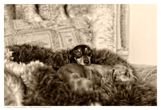 Emily & Lily | October 2014.  Photo by: Johnny Ortez-Tibbels ©