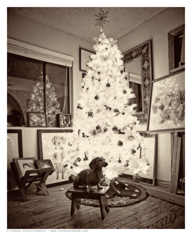 Rufus | December 2014.  Photo by: Johnny Ortez-Tibbels ©