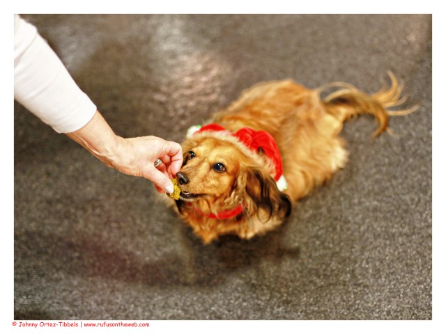 Sophie approves of the food | December 2014.  Photo by: Johnny Ortez-Tibbels ©