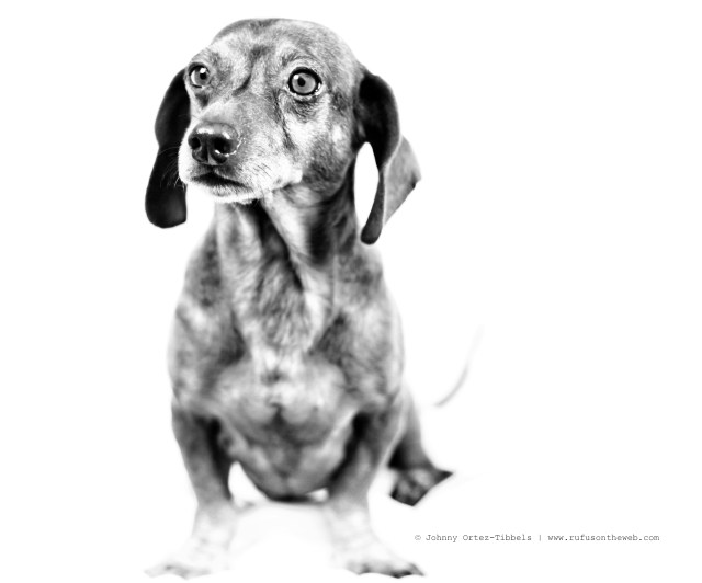 Lenny | July 2012.  Photo by: Johnny Ortez-Tibbels ©