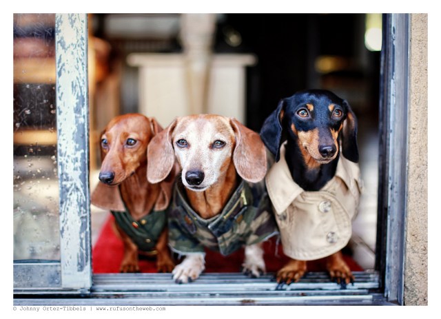 Lily, Rufus & Emily | December 2014.  Photo by: Johnny Ortez-Tibbels ©