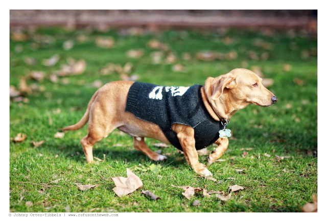 Jack | December 2014.  Photo by: Johnny Ortez-Tibbels ©