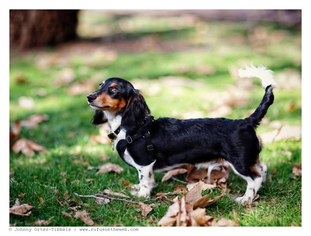 Dexter | December 2014.  Photo by: Johnny Ortez-Tibbels ©